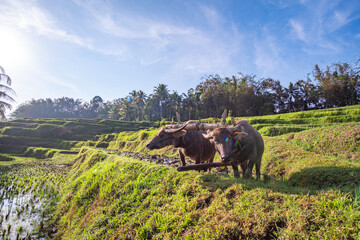 Water Buffaloes in Rural Rice Terraces