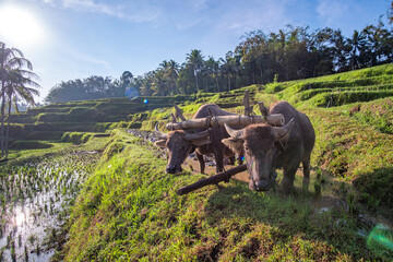 Water Buffaloes in Rice Terraces of Bali, Indonesia