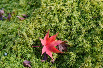 red maple leaf on green moss