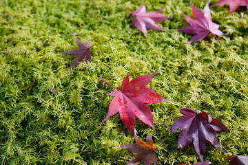 red maple leaf on green moss