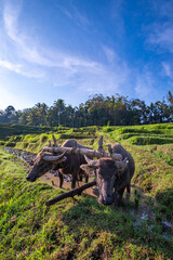 Water Buffaloes Plowing Rice Field in Bali, Indonesia