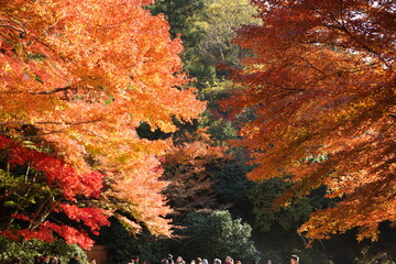 autumn in the forest