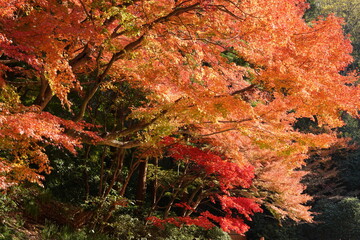 red autumn leaves