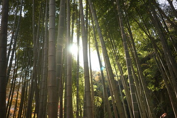 Bamboo forest with sunlight filtering through the leaves
