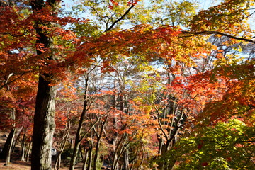 autumn trees in the forest