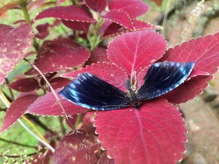 Atrophaneura varuna or common batwing butterfly.  It is a butterfly found in India and Southeast Asia that belongs to the swallowtail family, and more specifically, the batwings group of Atrophaneura.