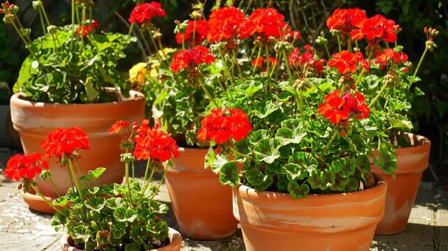 Vibrant red geraniums in terracotta pots