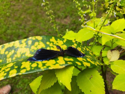 Atrophaneura varuna or&nbsp;common batwing butterfly.  It is a butterfly found in&nbsp;India&nbsp;and&nbsp;Southeast Asia&nbsp;that belongs to the&nbsp;swallowtail&nbsp;family, and more specifically, the batwings group of&nbsp;Atrophaneura.
