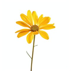 Fototapeta premium Single, bright yellow flower on white background