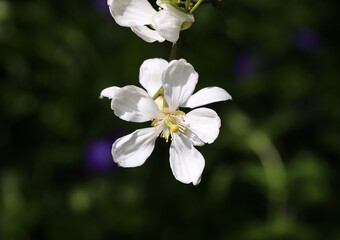 Dreiblättrige Bitterorange Blüte - Hardy Orange