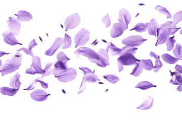 Beautiful lavender flower petals are floating in the air © Anasaiimages