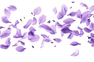 Beautiful lavender flower petals are floating in the air