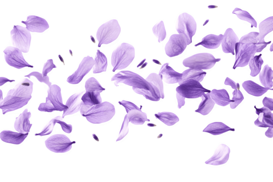 Beautiful lavender flower petals are floating in the air