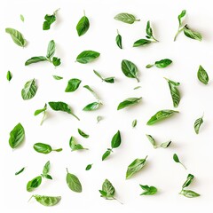 Fresh basil leaves scattered on a white background