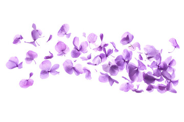 Beautiful lavender flower petals are floating in the air