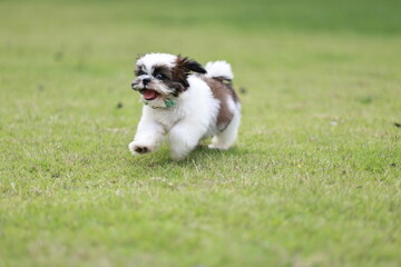 A playful puppy runs happily on green grass in the summer sunlight, its tongue out and eyes bright, radiating joy and excitement.