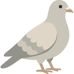 Simple flat vector illustration of gray pigeon bird standing, side view, isolated on white background for animal design.