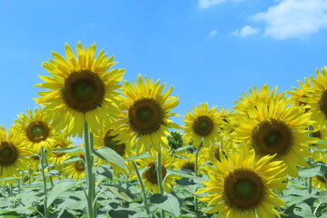自然のひまわり畑のひまわり畑