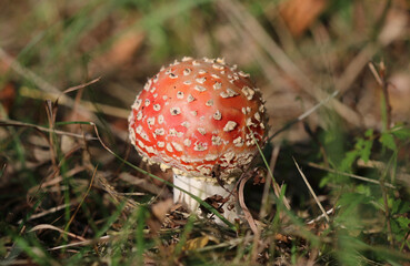 Fliegenpilz - Fly amanita