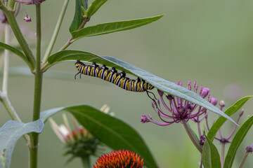 Abstract texture background of a monarch caterpillar (danaus plexippus) munching on a swamp milkweed (asclepias incarnata) plant