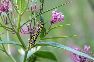 Abstract texture background of a monarch caterpillar (danaus plexippus) munching on a swamp...