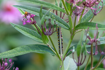 Abstract texture background of a monarch caterpillar (danaus plexippus) munching on a swamp milkweed (asclepias incarnata) plant