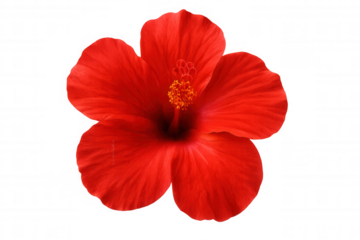 Vivid red hibiscus blossom blooming, revealing delicate crimson petals and prominent yellow stamen against transparent backdrop