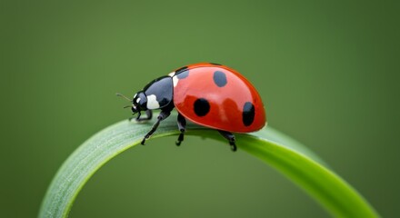 Obraz premium Ladybug on a Blade of Grass - A vibrant red ladybug with black spots rests delicately on a curved green blade of grass. Symbolizing: luck, nature, spring, new beginnings, delicate beauty