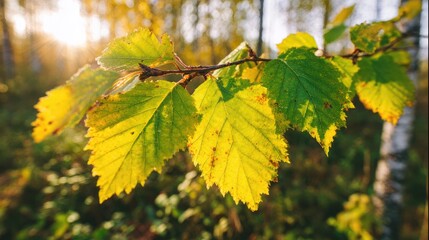 Fototapeta premium Autumn Leaves in Sunlight