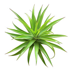 Close-up of a vibrant, radiating succulent plant.  Bright green leaves radiate outward in a starburst pattern