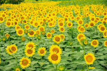 ひまわり（sunflower）