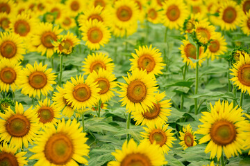 ひまわり（sunflower）