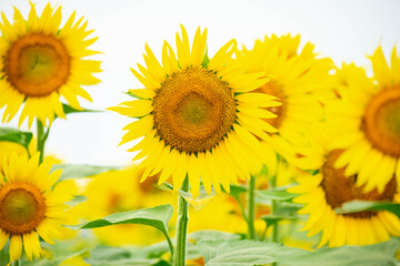 ひまわり（sunflower）