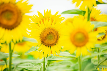ひまわり（sunflower）
