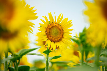 ひまわり（sunflower）