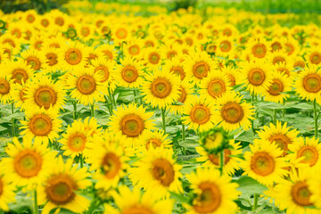 ひまわり（sunflower）