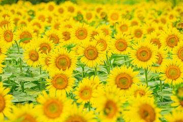 ひまわり（sunflower）