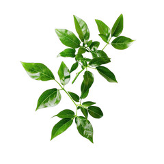 Close-up of vibrant green leaves and stems