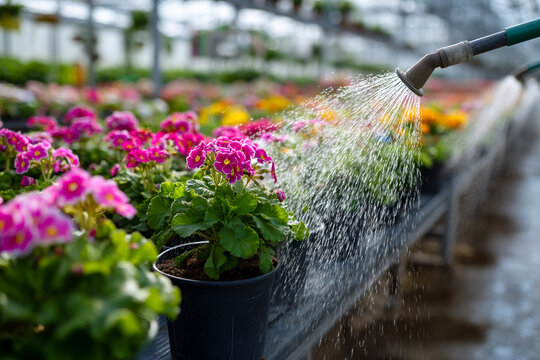 Watering vibrant potted flowers in a greenhouse setting, promoting growth and lushness.