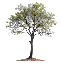 Obraz premium Full shot of a mature, lush tree