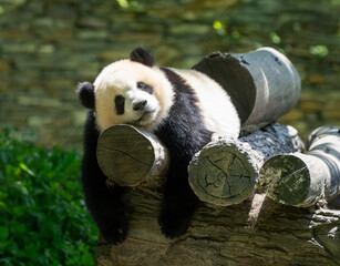 little panda sleeping on the tree trunk © nd700