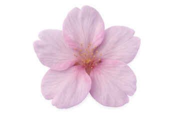Fototapeta premium Pink cherry blossoms blooming gracefully, isolated against a transparent background, capturing the essence of spring and natural beauty