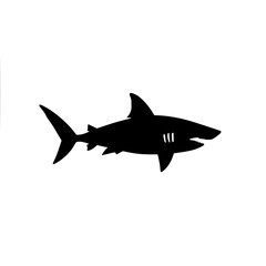 shark vector illustration