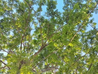 Summer morning in forest. Panoramic landscape with sun rays light shining through trees