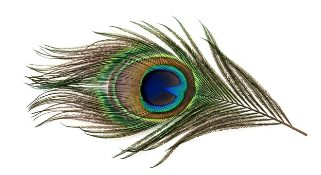 Beautiful, detailed shot of a single peacock feather with its natural, ornate pattern