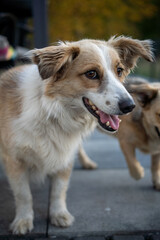 Fototapeta premium niespodziewana sesja z kundalmi 