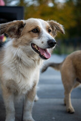 Fototapeta premium niespodziewana sesja z kundalmi 