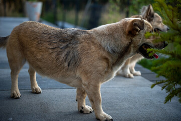 niespodziewana sesja z kundalmi  © rob
