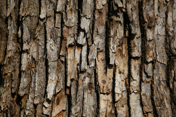 Rough tree bark with deep cracks and natural textures.