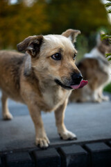 niespodziewana sesja z kundalmi 